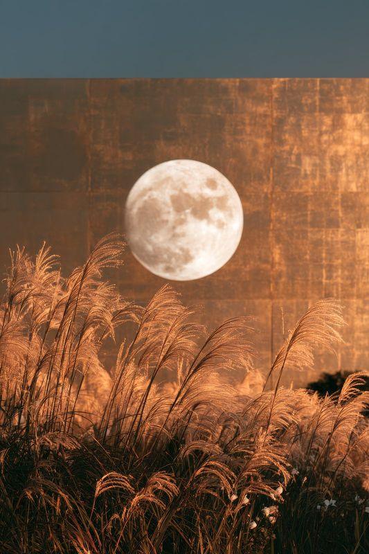 A full moon over pampas grass on gold leaf