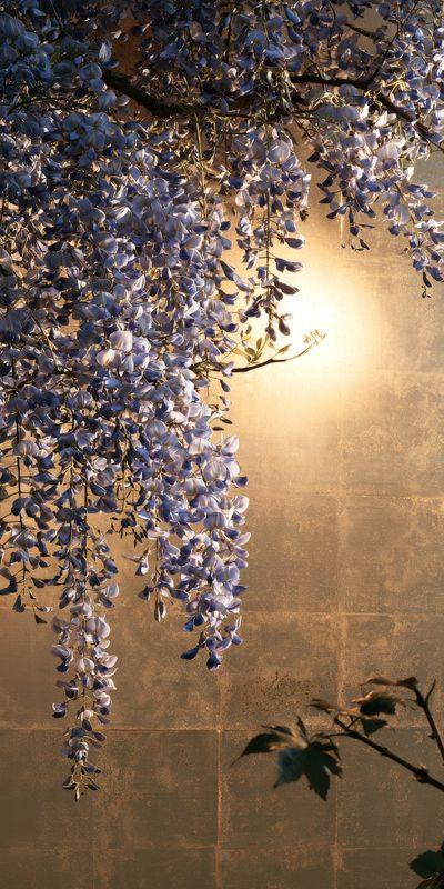 Purple wisteria cascading over gold leaf in soft light